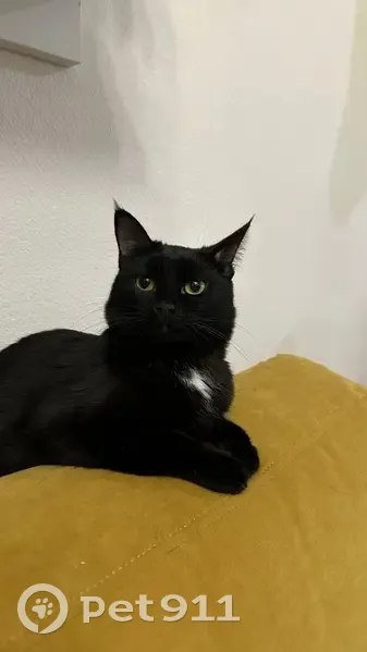 Пропала кошка, улица Лётчика Ларюшина, 4 к2, Люберцы — черная кошка с белым пятнышком на грудке - photo