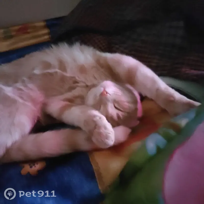 Пропала кошка, 2-й микрорайон, 13, Егорьевск — бежевый окрас, доверчивый - photo