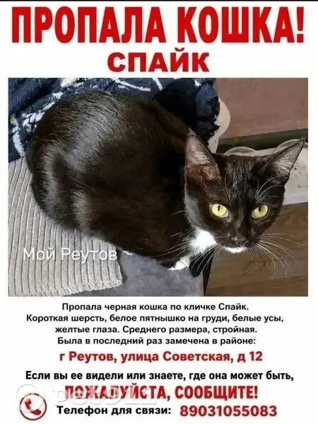 Пропала кошка, Советская улица, 12, Реутов — 22 мая, вознаграждение гарантировано - photo
