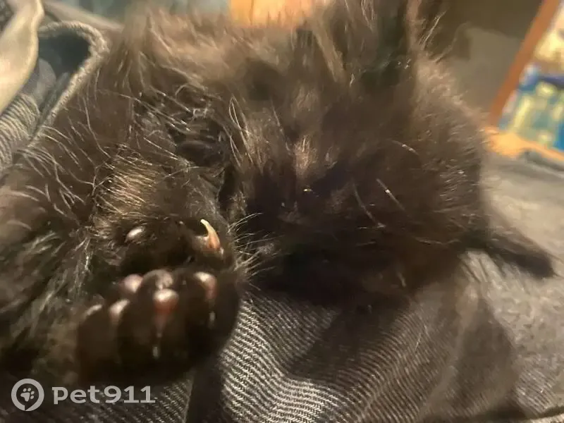 Пропала кошка, Пролетарская, Рославль — чёрный котёнок 1,5 месяца с зелёными глазами - photo