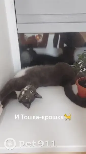 Пропала кошка, Городской поселок Мга, Мга — серый кот с фиолетовым ошейником - photo