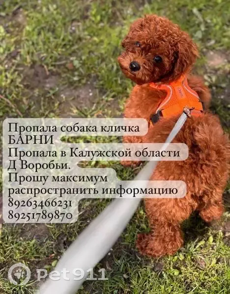 Пропала собака, Деревня Воробьи, Воробьи — мини-пудель коричневого цвета - photo