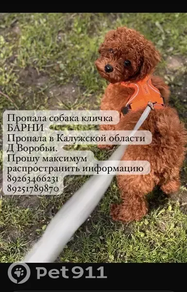 Пропала собака, Деревня Воробьи, Московская, д. 50, Воробьи — щенок Барни, 4 месяца - photo