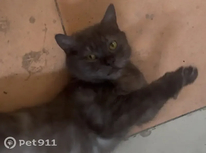 Найдена кошка, ул. Димитрова, Майкоп — серого (дымчатого) цвета, ласковая, доверчивая - photo