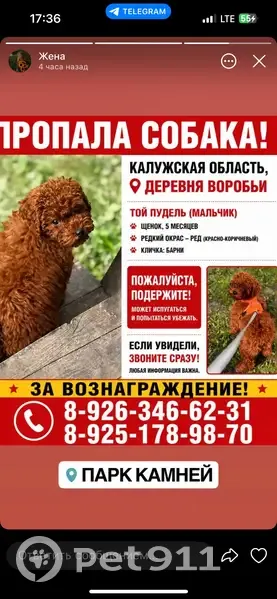 Пропала собака, Деревня Воробьи, Воробьи — доброжелателен к людям - photo