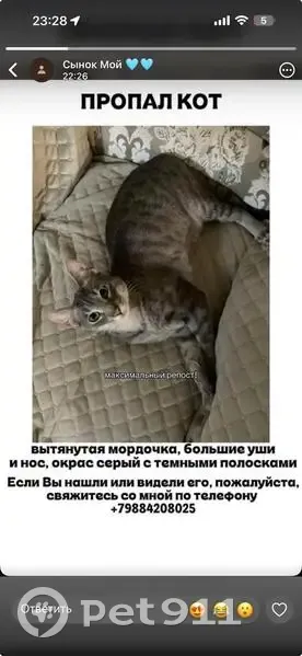 Пропала кошка, Район Советский (г Махачкала), Абдуллы Гаджиева, д. 12Ж, Махачкала — серого цвета, стерилизован - photo