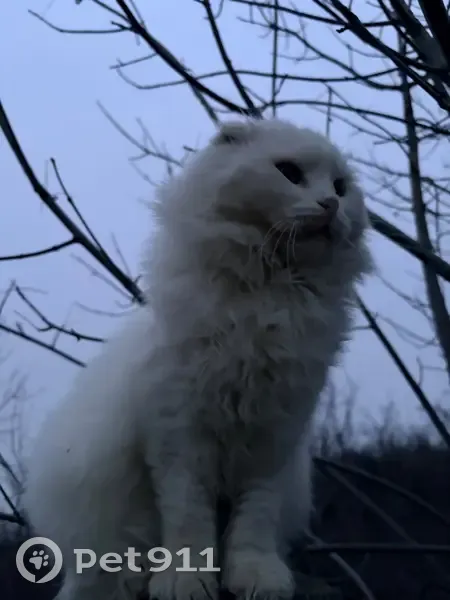 Пропала кошка, Красный Сулин, Нежданная - photo