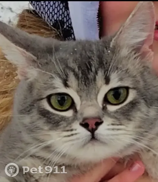 Пропала кошка, Поселок Горячеводский (г Пятигорск), Эльбрусская, Горячеводский — серый окрас, ушла на прогулку и не вернулась - photo