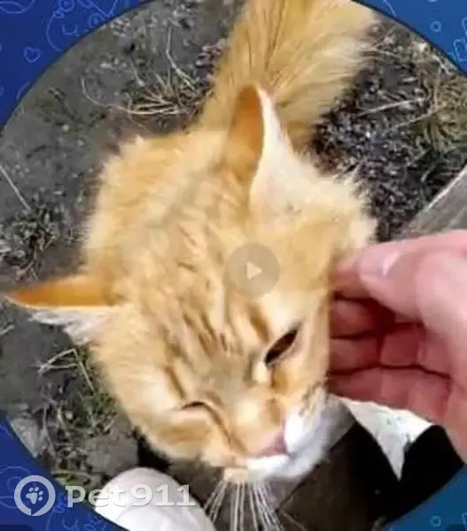 Пропала кошка, Белгород, 3-й Слободской, д. 8, Белгород — небольшой рыжий кот, очень ласковый, с ошейником - photo