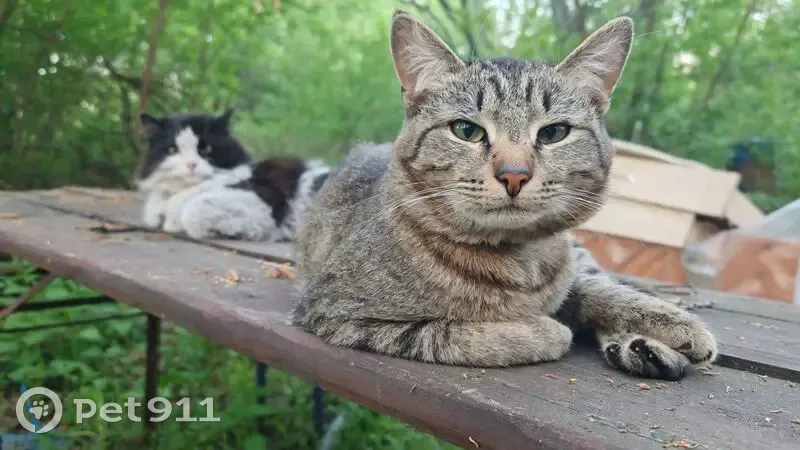 Пропала кошка, Поселок Ромашка (г Верхняя Пышма), Под липами, д. 9, Ромашка — котик табби, серый ошейник от клещей - photo