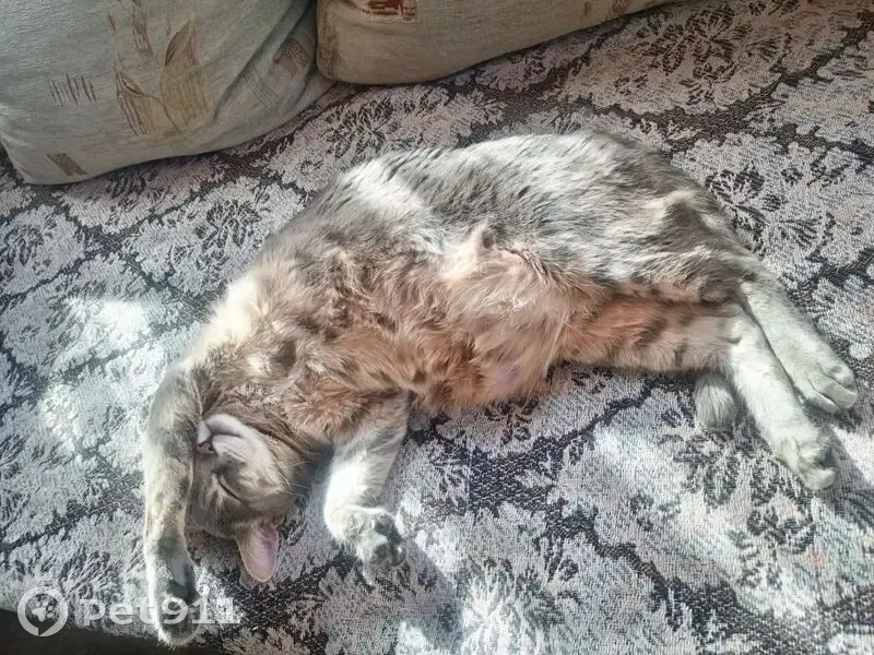 Пропала кошка, Отрадное, 9-я, д. 83б, Отрадное — серый окрас, хвост в полоску - photo