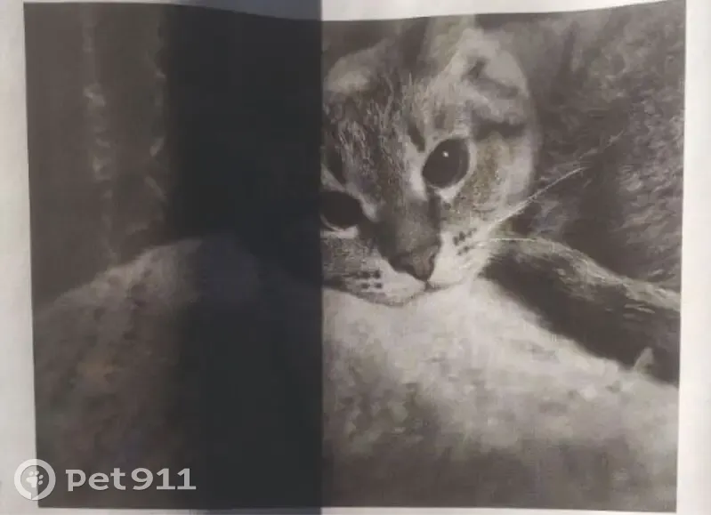 Пропала кошка, Адмирала Васюнина, д. 7 1, Нижний Новгород — бежево-коричневая, пугливая - photo