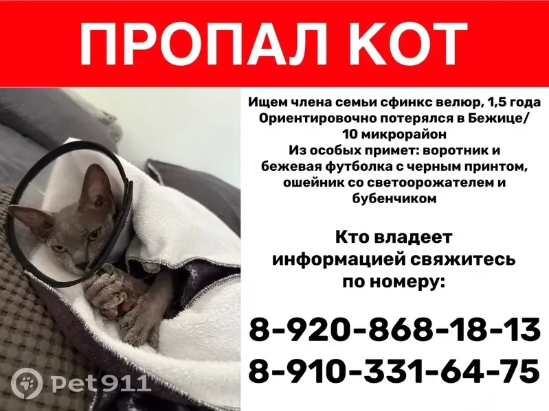Пропала кошка, Бежицкая, Брянск — сфинкс, велюр, 1,5 года - photo