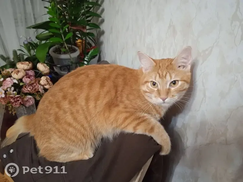 Пропал кошка, посёлок Саши Чекалина, Волгоград — рыжий кот Лёва, выпал с балкона 12.06 - photo