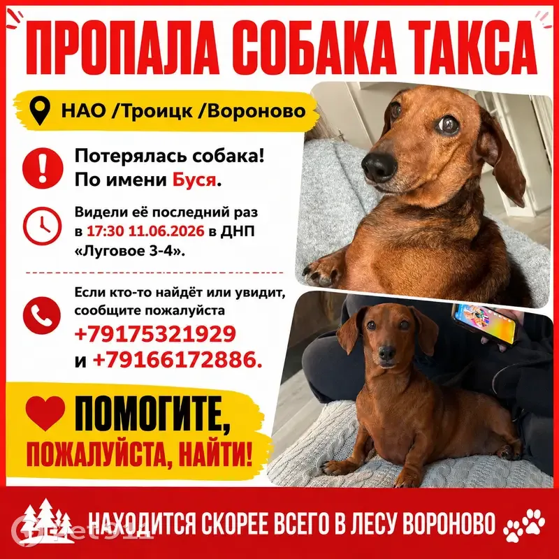 Пропала собака, Район Вороново (г Москва), Вороново — Буся, мини такса, шрам от операции на животе - photo