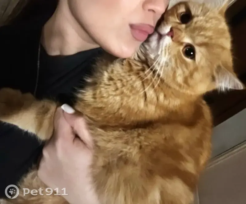Пропала кошка, Ереванский, Владикавказ — пушистая, ласковая - photo