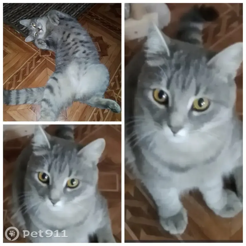 Пропала кошка, Свободный, Кольцова, д. 17, Свободный — домашний кот, откликается на кличку Вася - photo