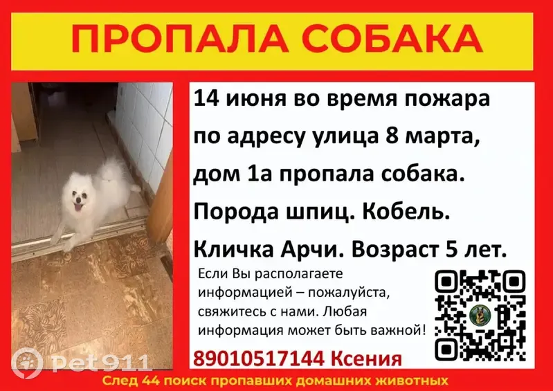 Пропала собака, Кострома, 8 Марта, д. 1А - photo