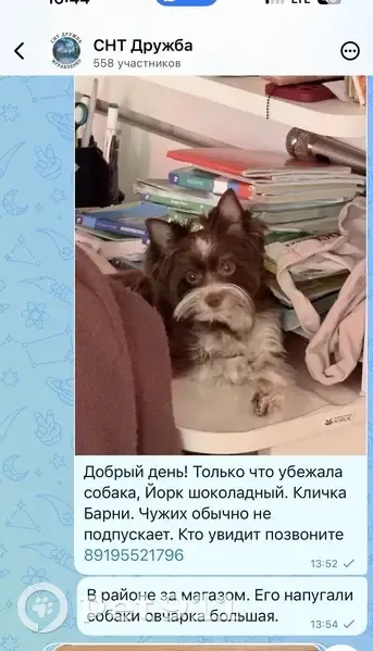 Пропала собака, Муравленко, Августовский — шоколадный йоркширский терьер - photo