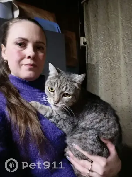 Пропала кошка, Нижний Тагил, Рудничная, д. 29 — полосатый светло-серый кот, кастрирован - photo