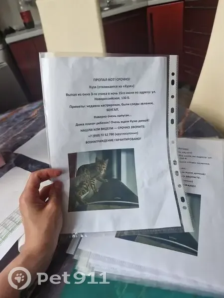 Пропала кошка, Район Ленинский (г Челябинск), Новороссийская, д. 130Б, Челябинск — бенгал, крупные чёрные розетки - photo