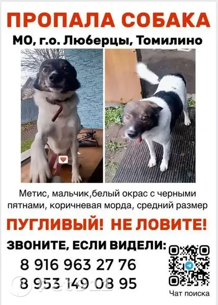 Пропала собака, Люберцы — Байкал вывезен в неизвестном направлении - photo