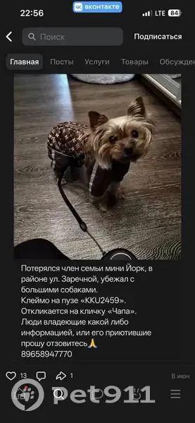 Пропала собака, Ачинск — йорк мини, кличка Чапик-Чапа, клеймо KKU 2459 - photo