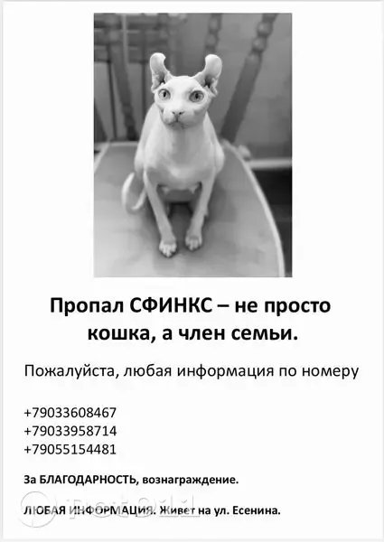 Пропала кошка, Село Нежинка, Есенина, Нежинка — домашняя, пугливая - photo