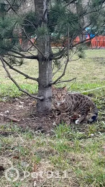 Пропала кошка, Реутов, Победы, д. 17 — бенгальская кошка с белым воротничком - photo