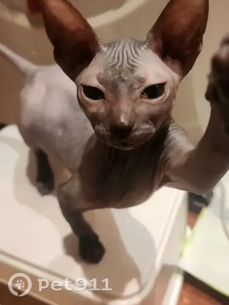 Пропала кошка, Люберцы, Октябрьский, д. 201, Люберцы — серая сфинкс, 6 месяцев - photo