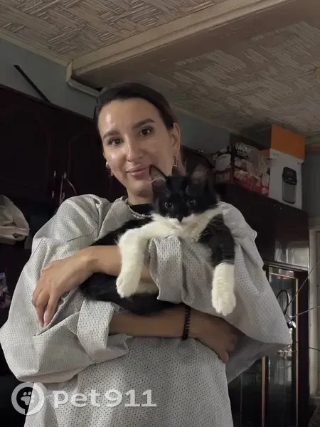Пропала кошка, Ново-Караваевская, Казань — пугливая, откликается на «Бэху» - photo