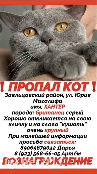 Пропала кошка, Новосибирск, Юрия Магалифа, д. 8 — крупный британец, серый, оранжевые глаза - photo