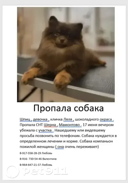 Пропала собака, Село Мамонтово (г Ногинск), Мамонтово — маленькая, шоколадного окраса с подпалом - photo