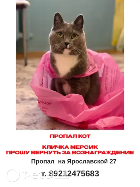 Пропал кот, Вологда, Ярославская, д. 27, Вологда — британский кот, пугливый - photo