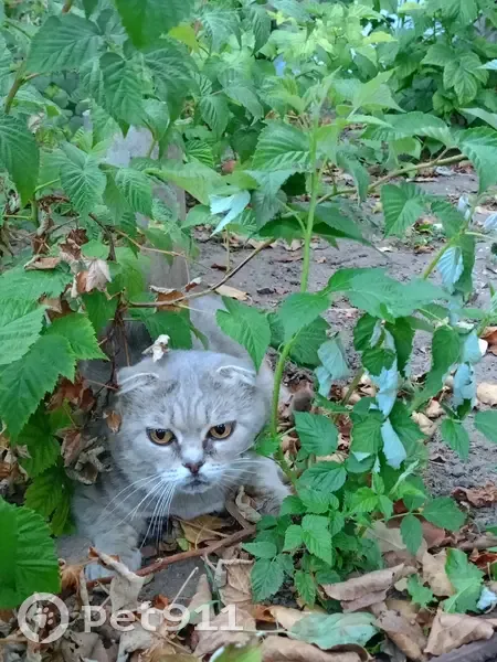 Пропала кошка, Калач, 9 Января, д. 37, Калач — вислоухий серый котик - photo