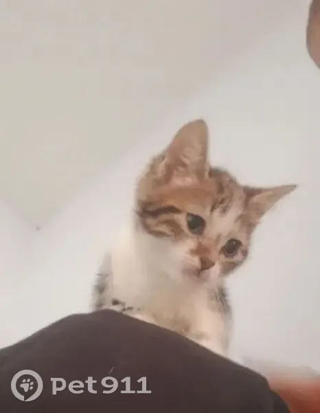 Пропала кошка, О.Кошевого, д. 76, Обь — наполовину британец, зелёные глаза - photo