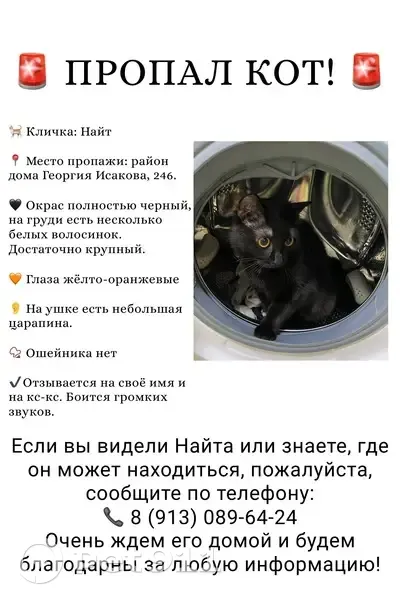 Пропала кошка, Георгия Исакова, д. 246, Барнаул — большой чёрный кот, царапинка на ушке - photo