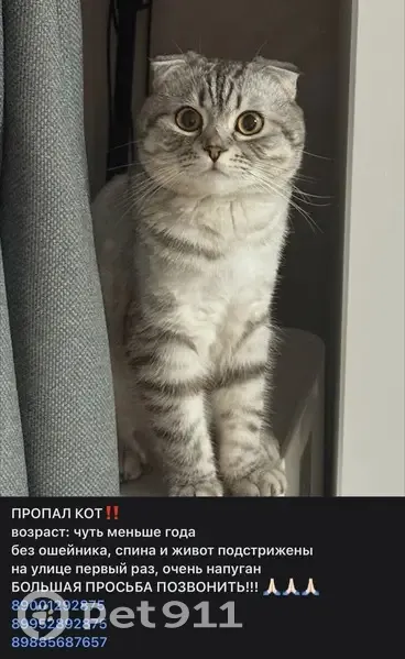 Пропала кошка, Цимлянск, Карла Маркса, д. 13/20, Цимлянск — очень напугана, первый раз на улице - photo