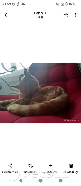 Пропала кошка, Территория Автодороги Москва-Ярославль-Вологда-Архангельск (Новая Деревня) — рыженький окрас, СНТ Колос - photo