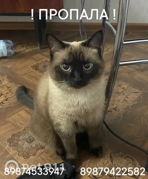 Пропала кошка, Самара, Ново-Вокзальная, д. 140, Самара — сиамский окрас, пугливая - photo