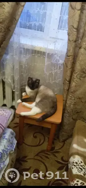 Пропала кошка, Заозерная, д. 5А, Омск — сиамская, 2 года, трусливая - photo
