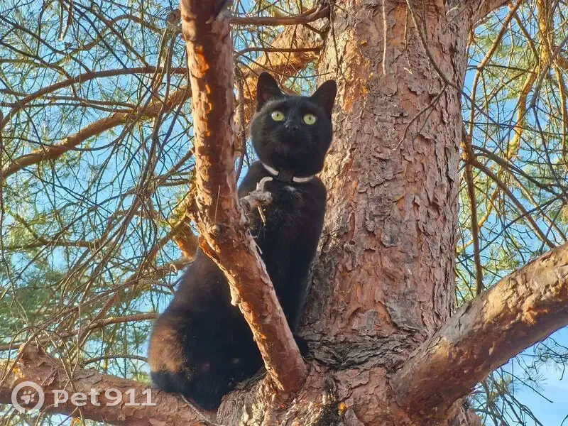 Пропала кошка, Садовое товарищество Пойма (г Химки), Химки — чёрная, с белым галстуком, зелёный светоотражающий ошейник - photo