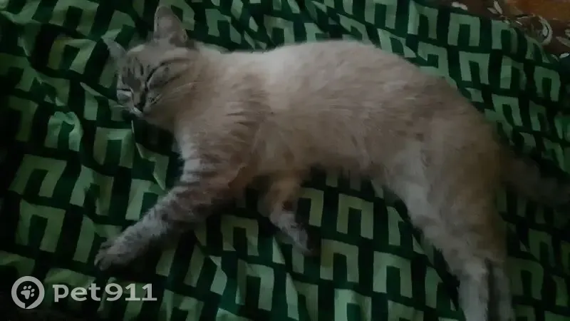 Пропала кошка, Омск, Химиков, д. 63 — серо-белого окраса, большие серые глаза - photo
