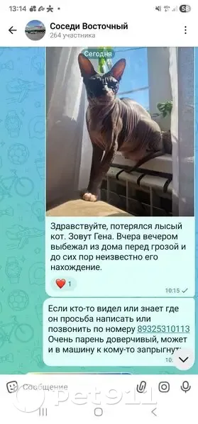Пропала кошка, Оренбург, 2-й сенной, Оренбург — серый кот, откликается на Гену и Генрика - photo
