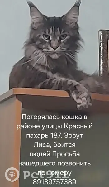 Пропала кошка, Округ Центральный (г Омск), Красный Пахарь, д. 187, Омск — полосатая, мей кун, зовут Лиса - photo