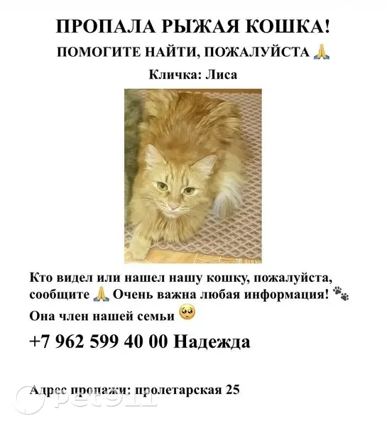 Пропала кошка, Чебоксары, Пролетарская, д. 25, Чебоксары — рыжая кошка - photo