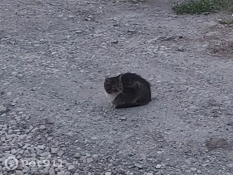 Найдена кошка, Сыктывкар, Емвальская, д. 16, Сыктывкар — котёнок, ухоженная - photo