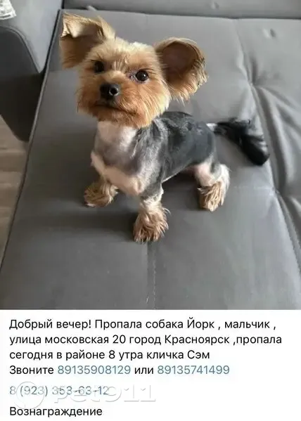 Пропала собака, Красноярск, Московская/Мичурина, д. 20 — после стерилизации 2 недели назад - photo