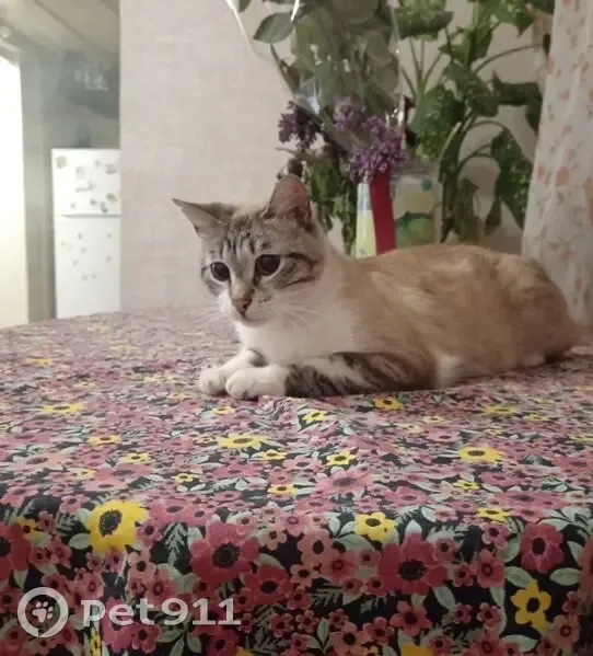 Пропала кошка, Новосергеевская, Симферополь — светлосеренькая, убежала ночью через окно - photo