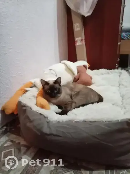 Пропала кошка, Тобольск, Спортивная, д. 3 — годовалый сиамский котёнок, откликается на кличку Сёма - photo